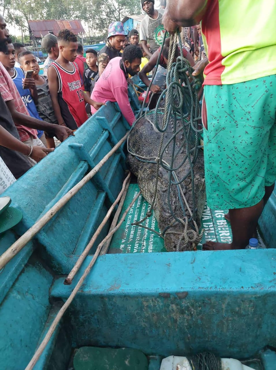 TELAH DITANGKAP BUAYA YANG MEMAKAN MANUSIA DI MUARA SENEN DARA, DISTRIK SUMURI KABUPATEN TELUK BINTUNI.