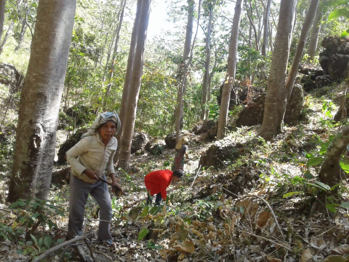 Ibu Yustin Petani Kemiri di Kabupaten Manggarai Timur merawat Tanaman Kemiri Sebagai Sumber Penghasilan Ekonomi Keluarganya