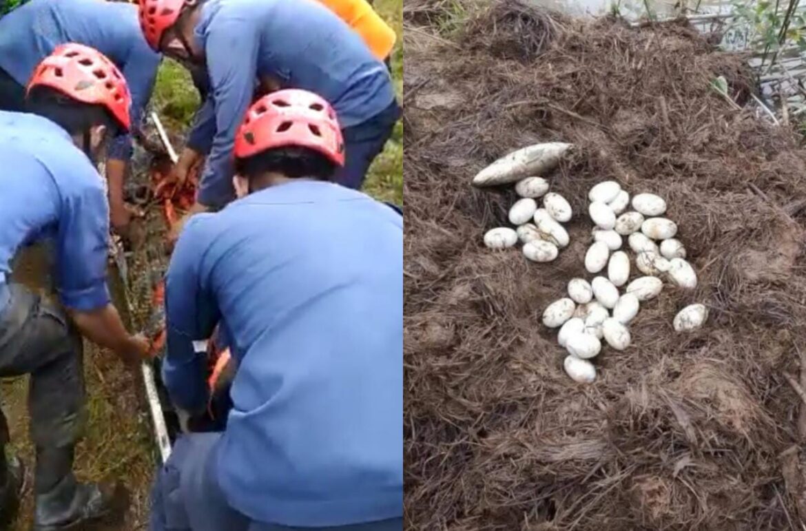 Buaya 4 Meter Gegerkan Warga Desa Tenrigangkae Kabupaten Maros