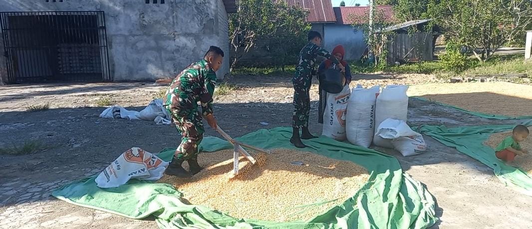 Sukseskan Ketahanan Pangan, Babinsa Koramil 1427-01/Pasangkayu membatu Warga Panen Jagung