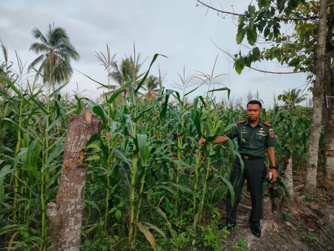 Dandim 1427/Pasangkayu Tinjau Demplot Tanaman Jagung, Wujudkan Program Ketahanan Pangan