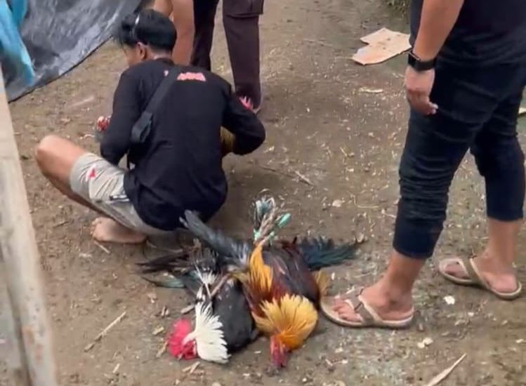 Polsek Tommo Gerebek Praktek Judi Sabung Ayam Di Desa Leling Barat