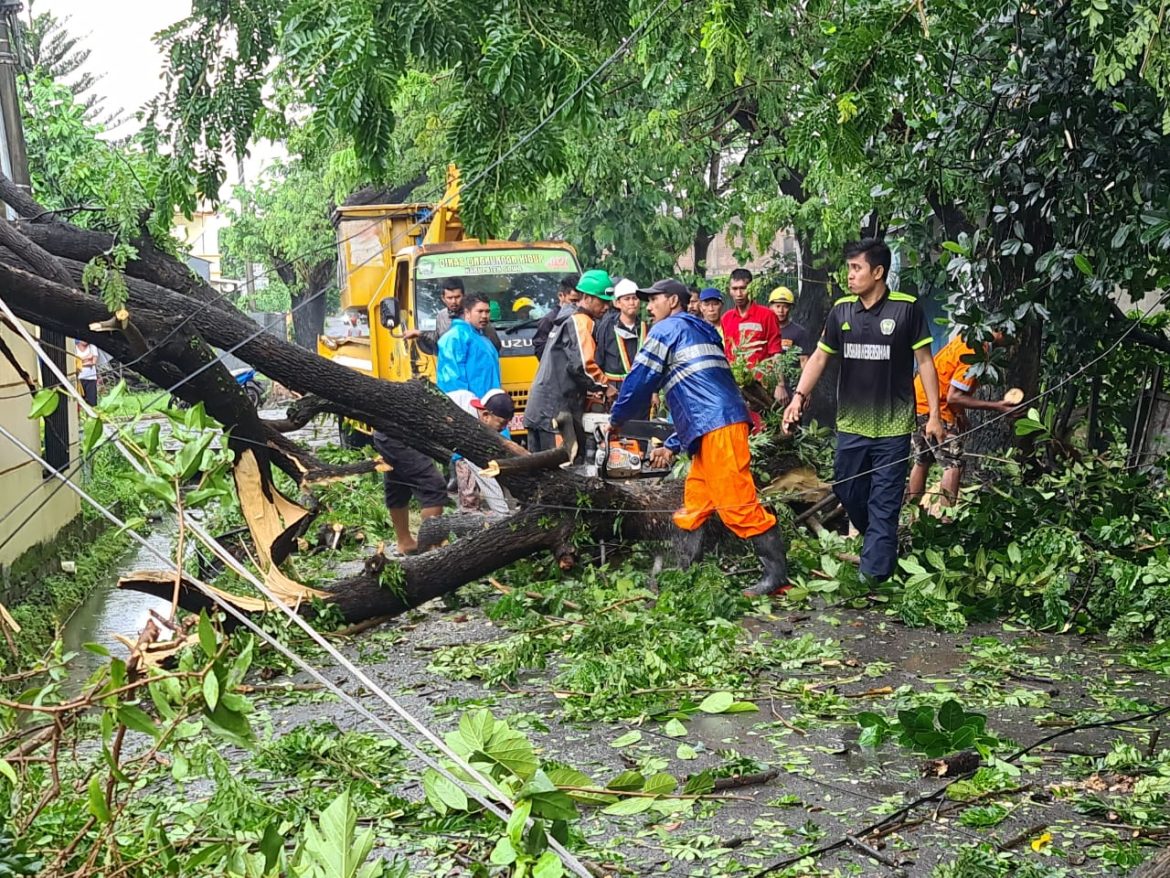 DLH Makassar Himbau Masyarakat Waspada Pohon Tumbang di Musim Penghujan