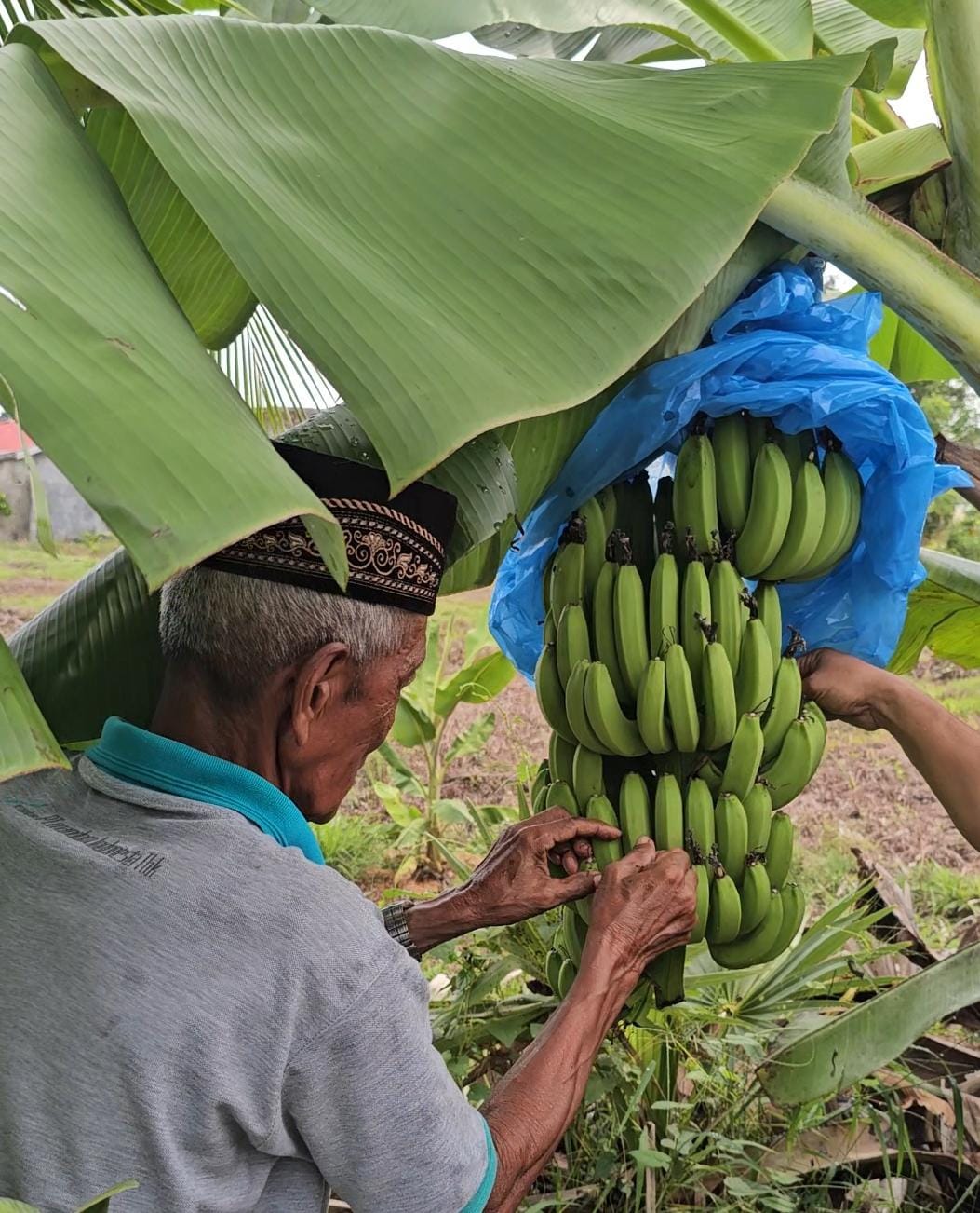 Pisang Cavendish Asal Sulsel diminati Pasar Internasional