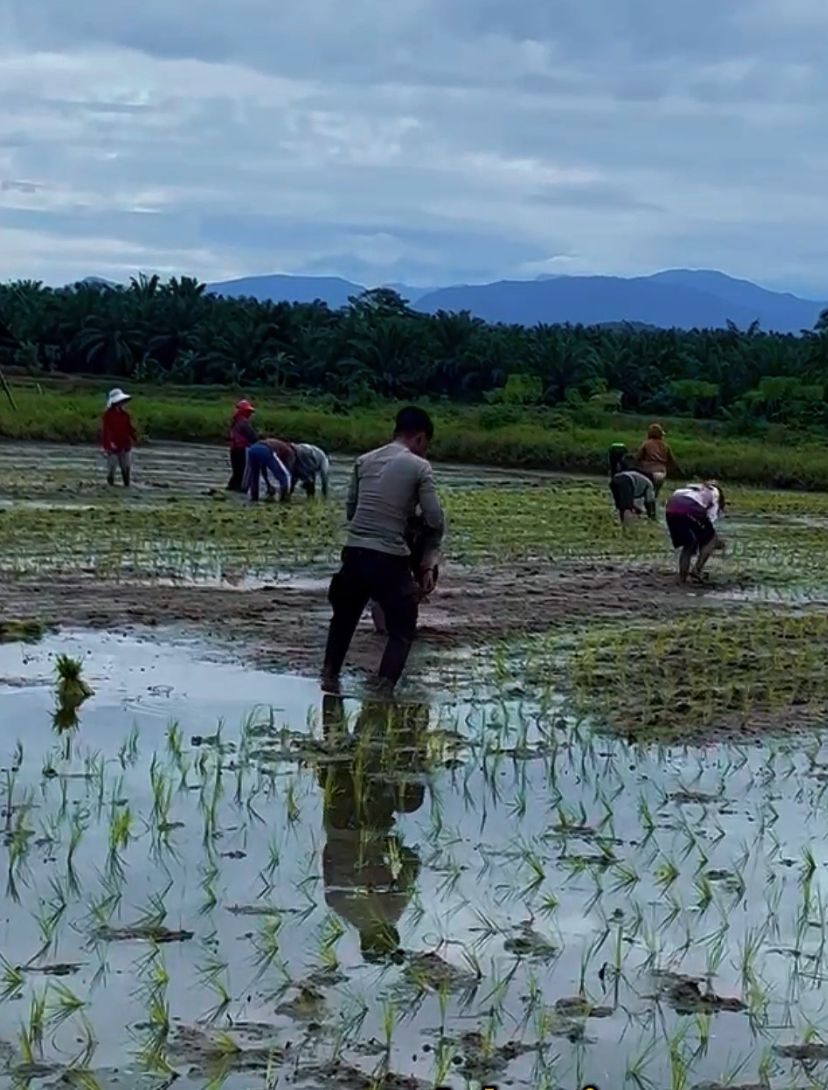 Ketahanan Pangan Di Kakulasan: Brigpol Agus AW Bergerak Bersama Warga Tanam Padi