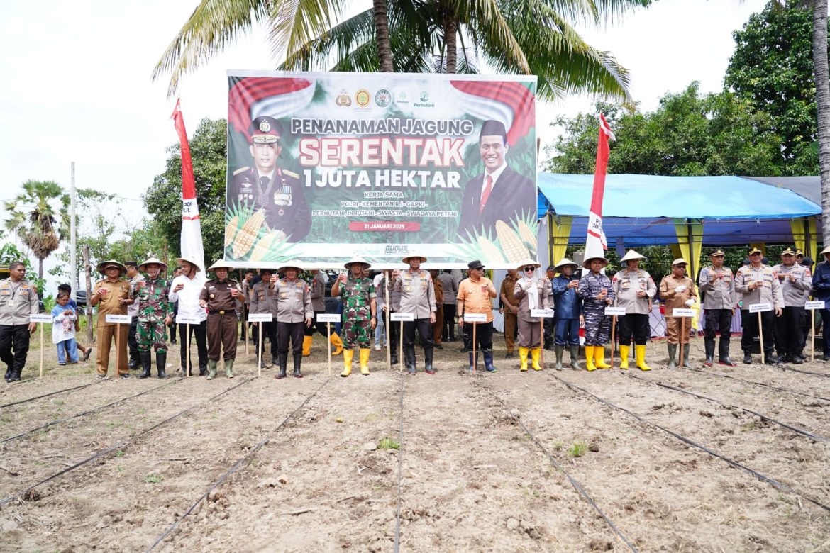 Aksi Nyata Ketahanan Pangan: Kapolda Sulbar Dan Forkopimda Tanam Jagung Di Kalukku