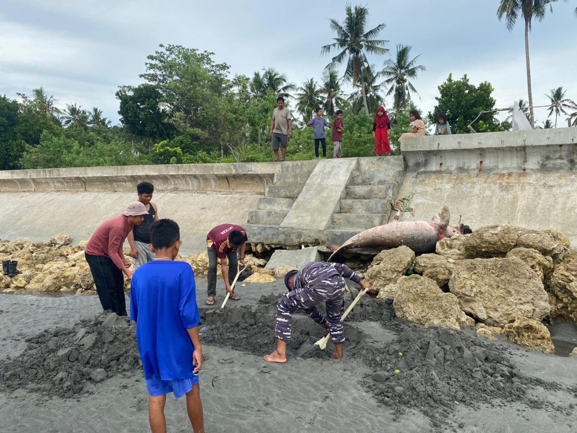 Personel Binpotmar TNI-AL Pasangkayu Evakuasi Bangkai Duyung Yang Terdampar Di Pesisir Pantai 